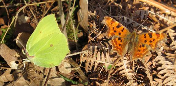 Brimstone and Comma butterflies - A sure sign spring is here!