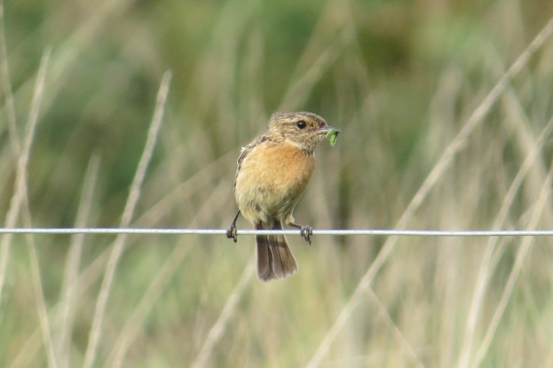 Stonechat - Wondering why fifty people were watching it eat its dinner.
