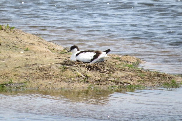Star of Springwatch, Audrey the Avocet, before Bodger the Badger came and ate her potential offspring 