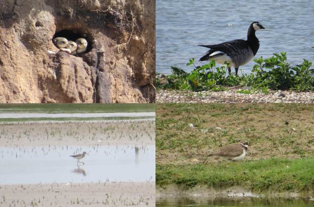 Clockwise from top left: Sand Martins, Barnacle Goose, Greenshank and Little Ringed Plover